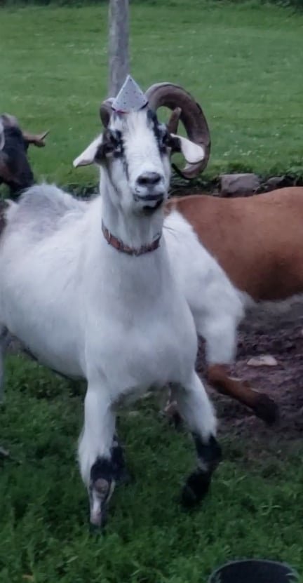 Francis the goat, decked out in a party hat
